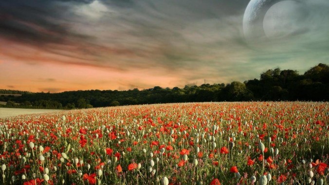 新手养鱼，鱼缸中能放入哪些水草？